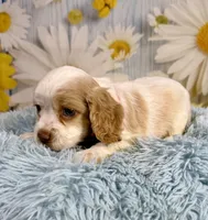 Nash, a male Cocker Spaniel for sale in Ripley, MS – 3 of 5