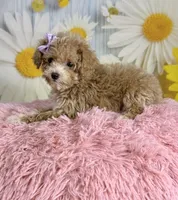 Peaches, a female Poodle - Toy  for sale in Ripley, MS – 8 of 10