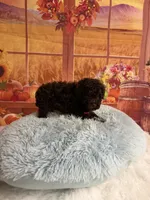 Knox, a male Poodle - Toy  for sale in Ripley, MS – 4 of 6