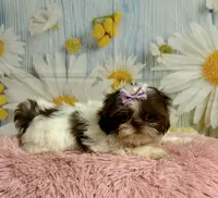 Rylee, a female Shih Tzu for sale in Ripley, MS – 2 of 10