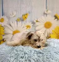 Odie, a male Miniature Schnauzer for sale in Ripley, MS – 2 of 8