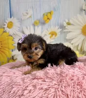 Josie, a female Yorkshire Terrier for sale in Ripley, MS – 3 of 10