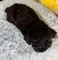 Tony, a male Miniature Schnauzer for sale in Ripley, MS – 8 of 8