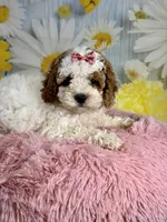 Willow, a female Cavapoo for sale in Ripley, MS – 3 of 10