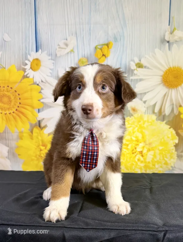 Cody – Miniature Australian Shepherd puppy for sale in Ripley, MS