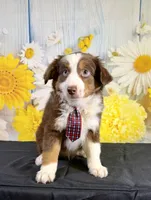 Cody, a male Miniature Australian Shepherd for sale in Ripley, MS – 1 of 2
