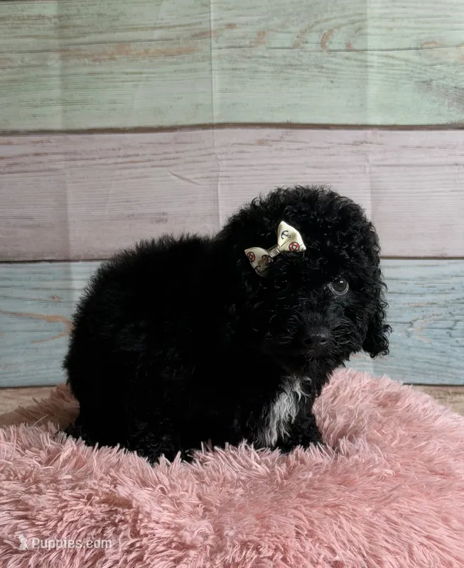 Star – Poodle - Toy  puppy for sale in Ripley, MS