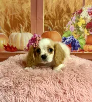 Molly, a female Cocker Spaniel for sale in Ripley, MS – 2 of 9