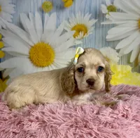 Harper, a female Cocker Spaniel for sale in Ripley, MS – 4 of 9