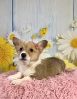 Jellybean , a female Pembroke Welsh Corgi for sale in Ripley, MS – 5 of 10