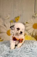 Theo, a male Poodle - Toy  and Poodle - Miniature  for sale in Ripley, MS – 6 of 8