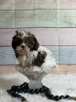 Coco, a female Shih Tzu for sale in Ripley, MS – 6 of 8