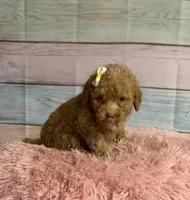 Darla, a female Poodle - Toy  for sale in Ripley, MS – 4 of 4