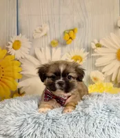 Kobe, a male Pekingese and Shih Tzu for sale in Ripley, MS – 6 of 10