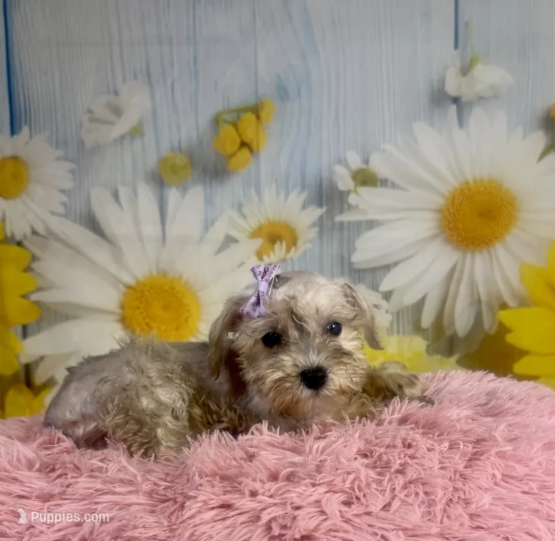 Shiloh  – Miniature Schnauzer puppy for sale in Ripley, MS