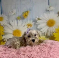 Shiloh , a female Miniature Schnauzer for sale in Ripley, MS – 1 of 8
