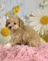 Honey , a female Poodle - Toy  for sale in Ripley, MS – 7 of 10