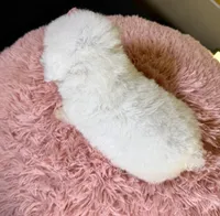 Pearl, a female Poodle - Toy  and Poodle - Miniature  for sale in Ripley, MS – 7 of 9