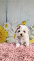 Pearl, a female Poodle - Toy  and Poodle - Miniature  for sale in Ripley, MS – 5 of 9