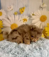 Jasper, a male Pomeranian for sale in Ripley, MS – 9 of 10