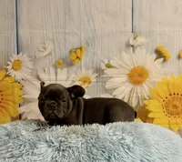 Loki, a male French Bulldog for sale in Ripley, MS – 5 of 9