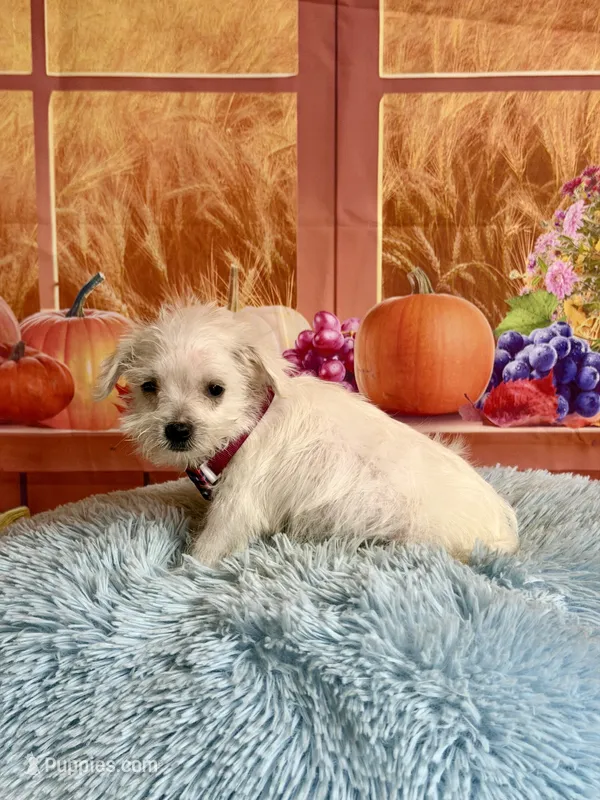 Cody – Maltipoo puppy for sale in Ripley, MS