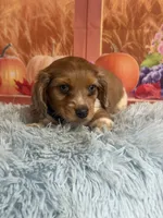 Ash, a male Miniature Dachshund for sale in Ripley, MS – 10 of 10