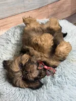Gizmo, a male Shih Tzu for sale in Ripley, MS – 6 of 9