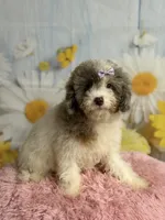 Lilly, a female Cavapoo for sale in Ripley, MS – 7 of 10
