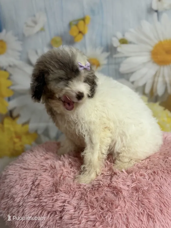 Lilly – Cavapoo puppy for sale in Ripley, MS