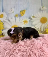 Josie, a female Yorkshire Terrier for sale in Ripley, MS – 4 of 10