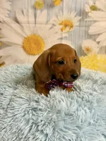 Copper, a male Miniature Dachshund for sale in Ripley, MS – 6 of 10