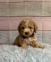 Arlo, a male Poodle - Toy  for sale in Ripley, MS – 4 of 7