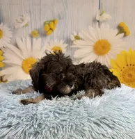 Clark, a male Miniature Schnauzer for sale in Ripley, MS – 10 of 10
