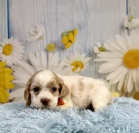 Arlo, a male Cocker Spaniel for sale in Ripley, MS – 8 of 10