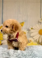 Finn, a male Miniature Goldendoodle for sale in Ripley, MS – 5 of 10