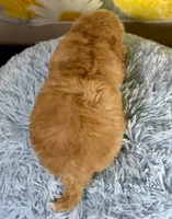 Jack , a male Miniature Goldendoodle for sale in Ripley, MS – 9 of 10