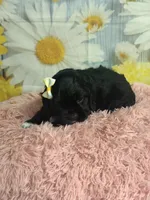 Aurora, a female Cocker Spaniel for sale in Ripley, MS – 6 of 7