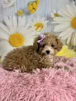 Peaches, a female Poodle - Toy  for sale in Ripley, MS – 6 of 10