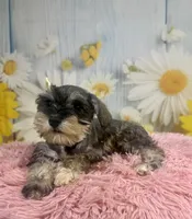 Bonnie, a female Miniature Schnauzer for sale in Ripley, MS – 10 of 10