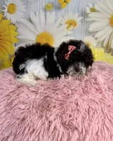 Ellie, a female Poodle - Toy  for sale in Ripley, MS – 3 of 10