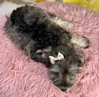 Bree, a female Miniature Schnauzer for sale in Ripley, MS – 7 of 10