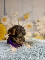 Pac-Man, a male Yorkshire Terrier for sale in Ripley, MS – 2 of 10