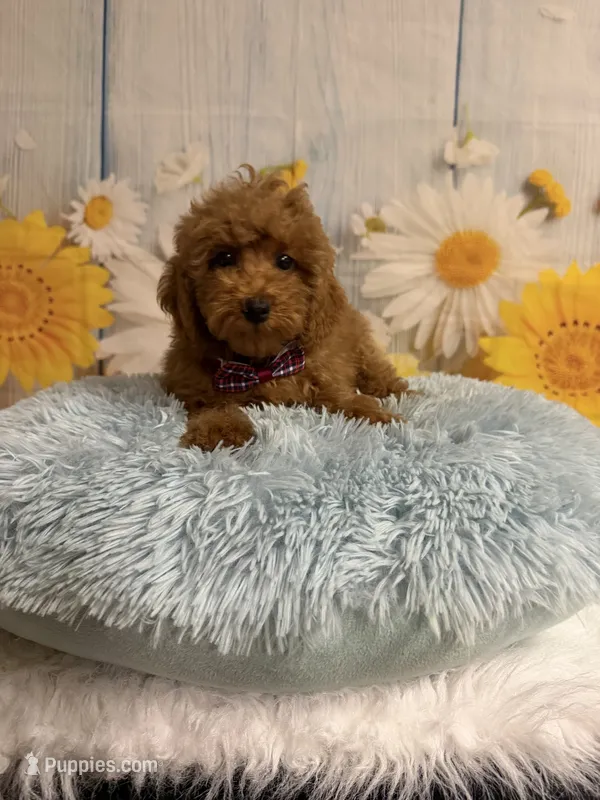 Red – Poodle - Toy  puppy for sale in Ripley, MS