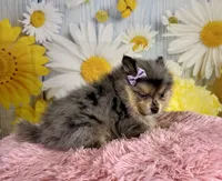 Sadie, a female Pomeranian for sale in Ripley, MS – 10 of 10