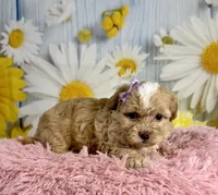 Meadow , a female Shihpoo for sale in Ripley, MS – 3 of 8