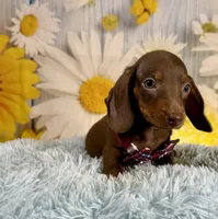 Rusty, a male Miniature Dachshund for sale in Ripley, MS – 5 of 6