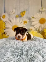 Jack, a male Jack Russell Terrier for sale in Ripley, MS – 3 of 8