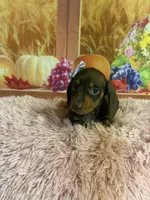 Tippy, a female Miniature Dachshund for sale in Ripley, MS – 5 of 6