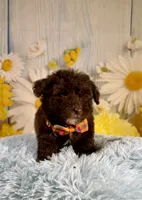Winston, a male Poodle - Toy  and Poodle - Miniature  for sale in Ripley, MS – 1 of 8
